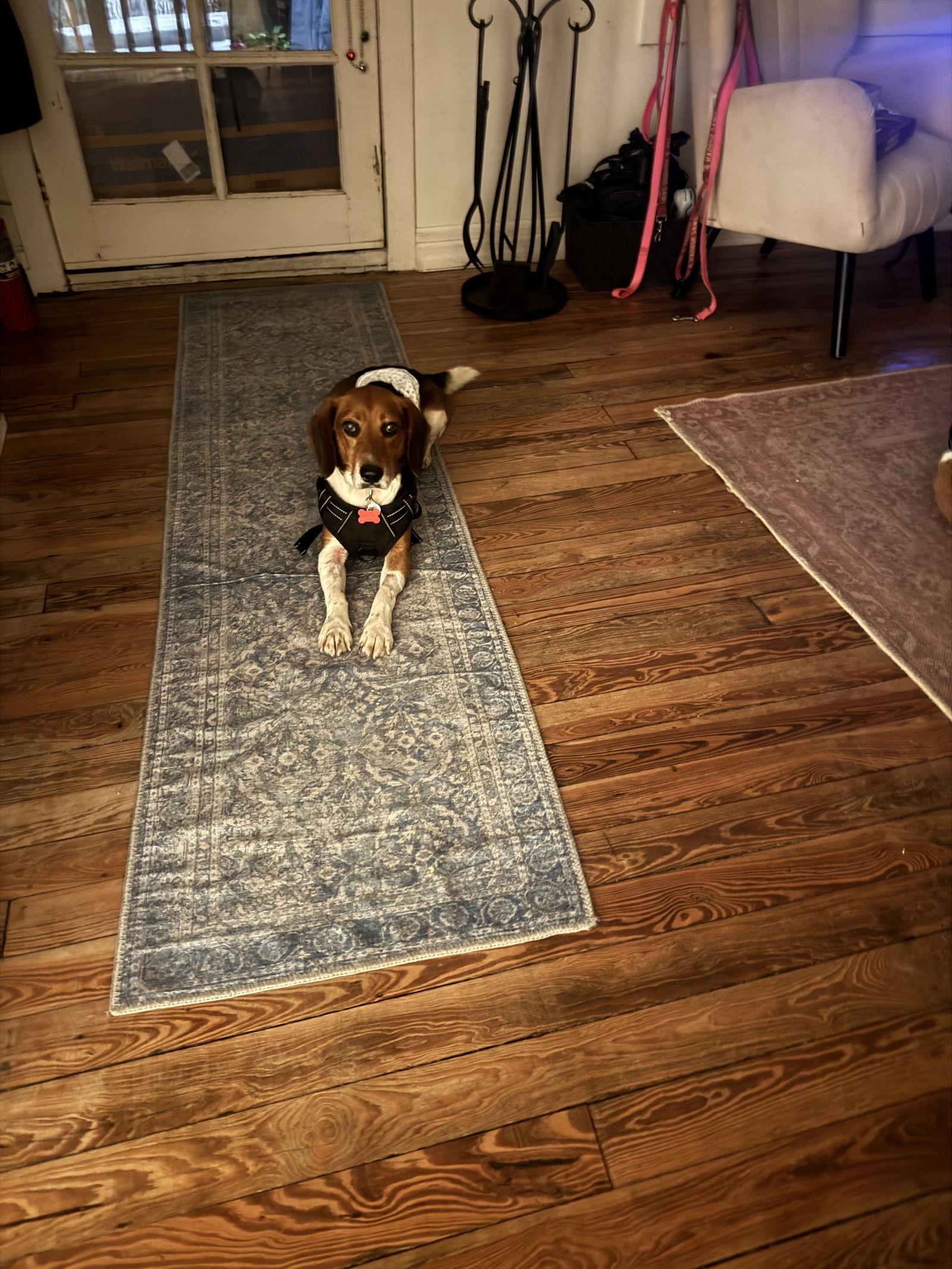 Scone, Adoptable, Adult Male Beagle.