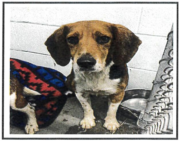 Enlarge Scone, a Adoptable Beagle in Tampa, FL image 2/2