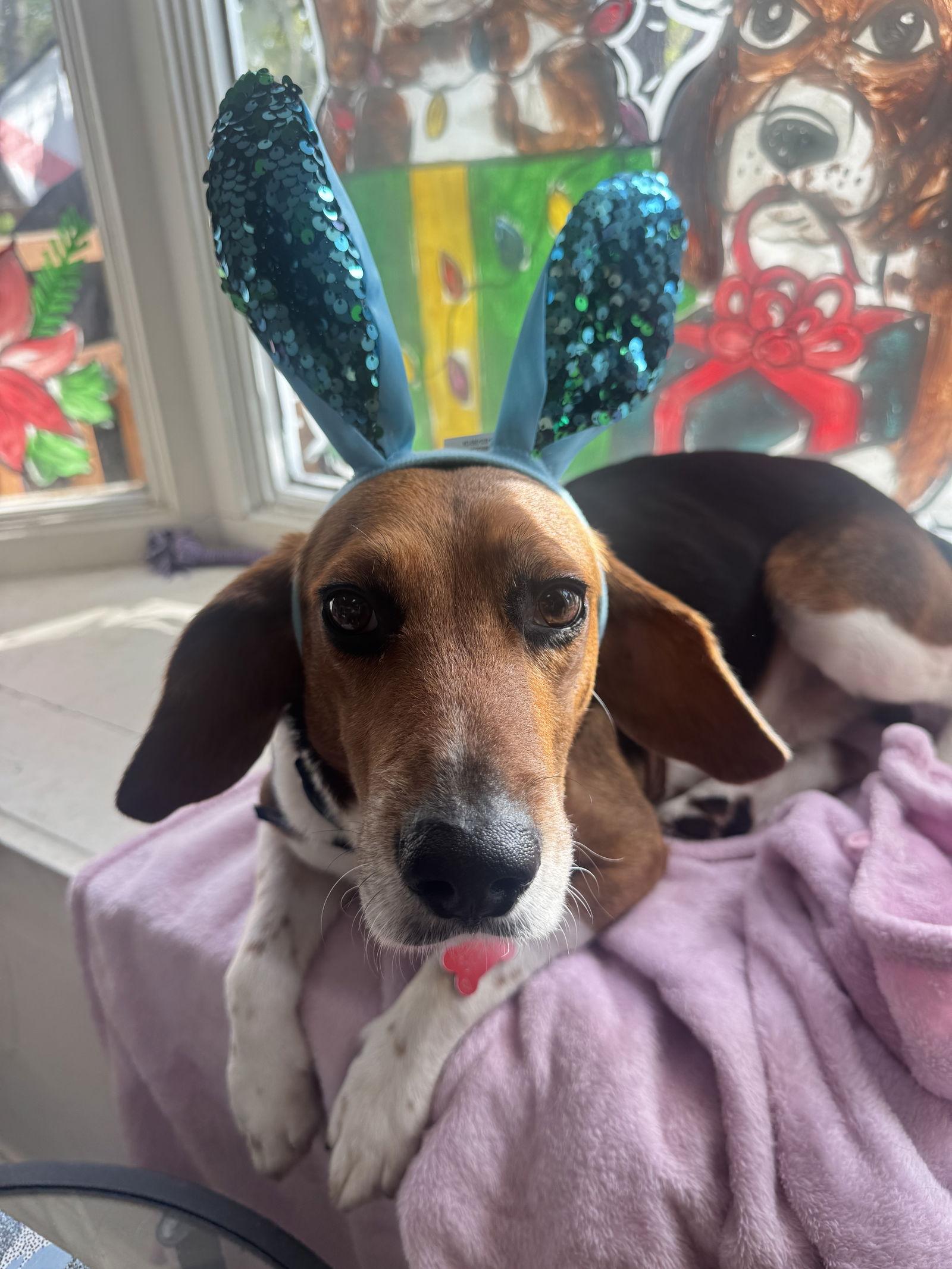 Scone, Adoptable, Adult Male Beagle.