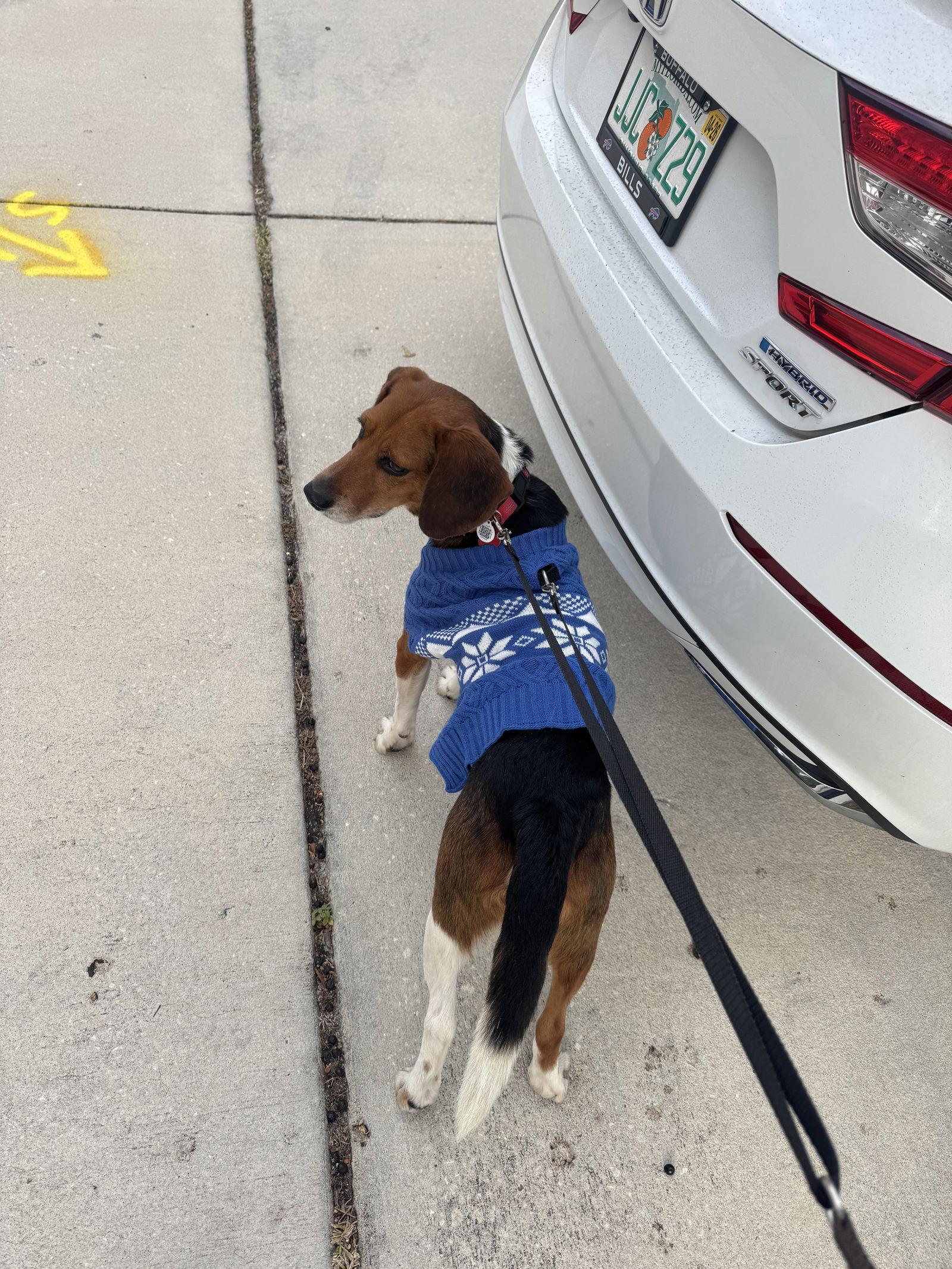 Enlarge Scone, a Adoptable Beagle in Tampa, FL image 3/3