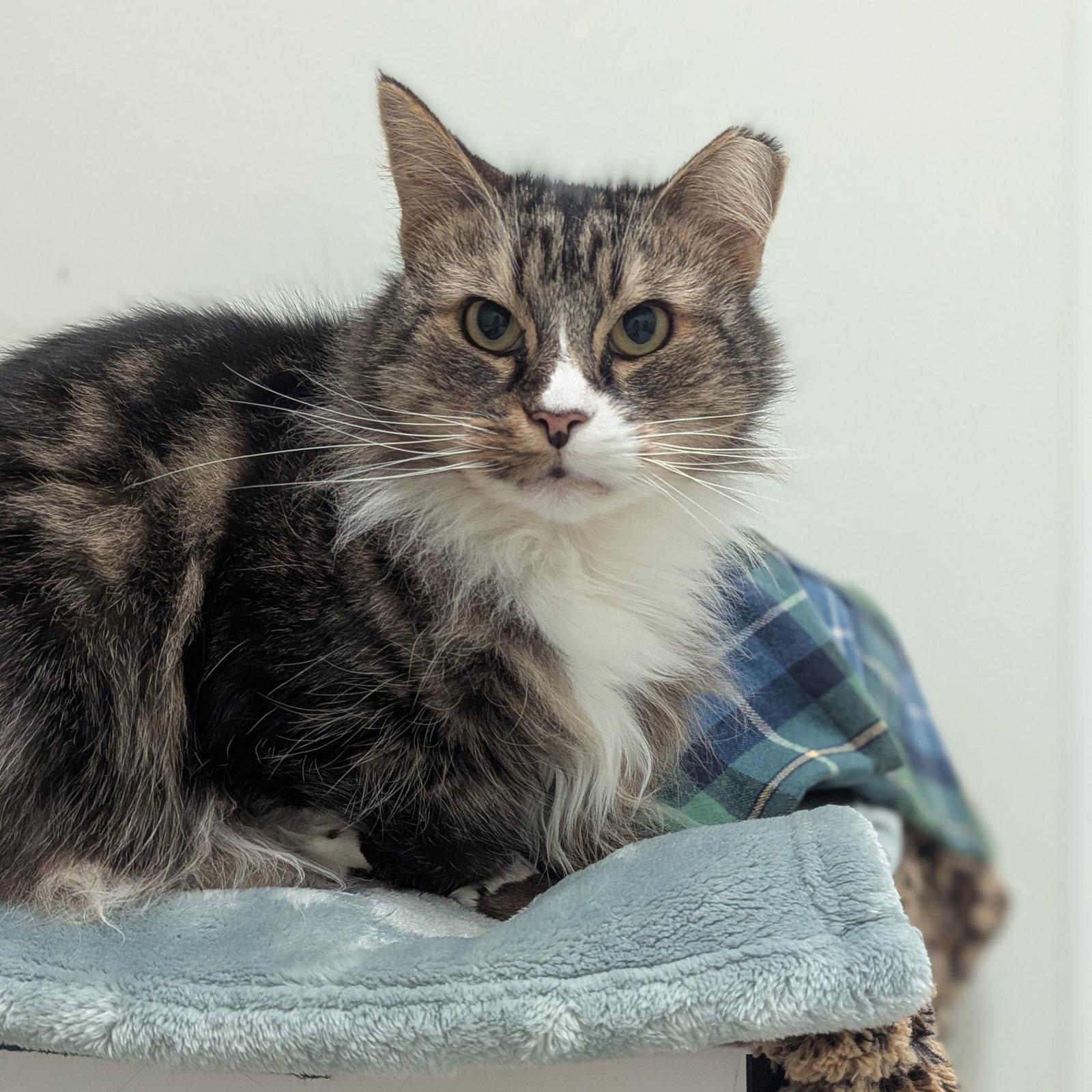 Peter, Adoptable, Senior Male Domestic Medium Hair.