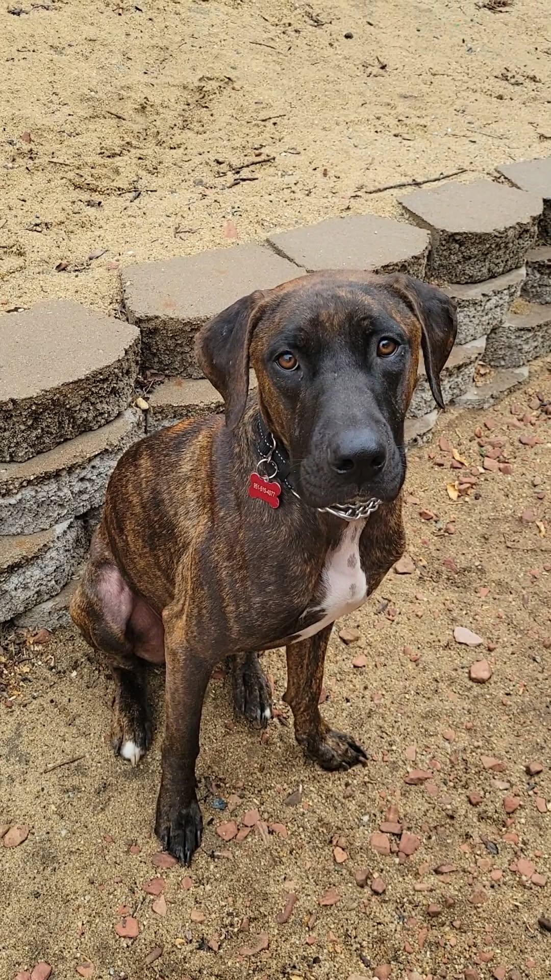 Enlarge Pinto, a Adoptable mixed breed in Temecula, CA image 1/6