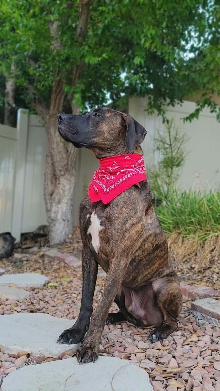 Enlarge Pinto, a ADOPTABLE mixed breed in Temecula, CA image 3/6