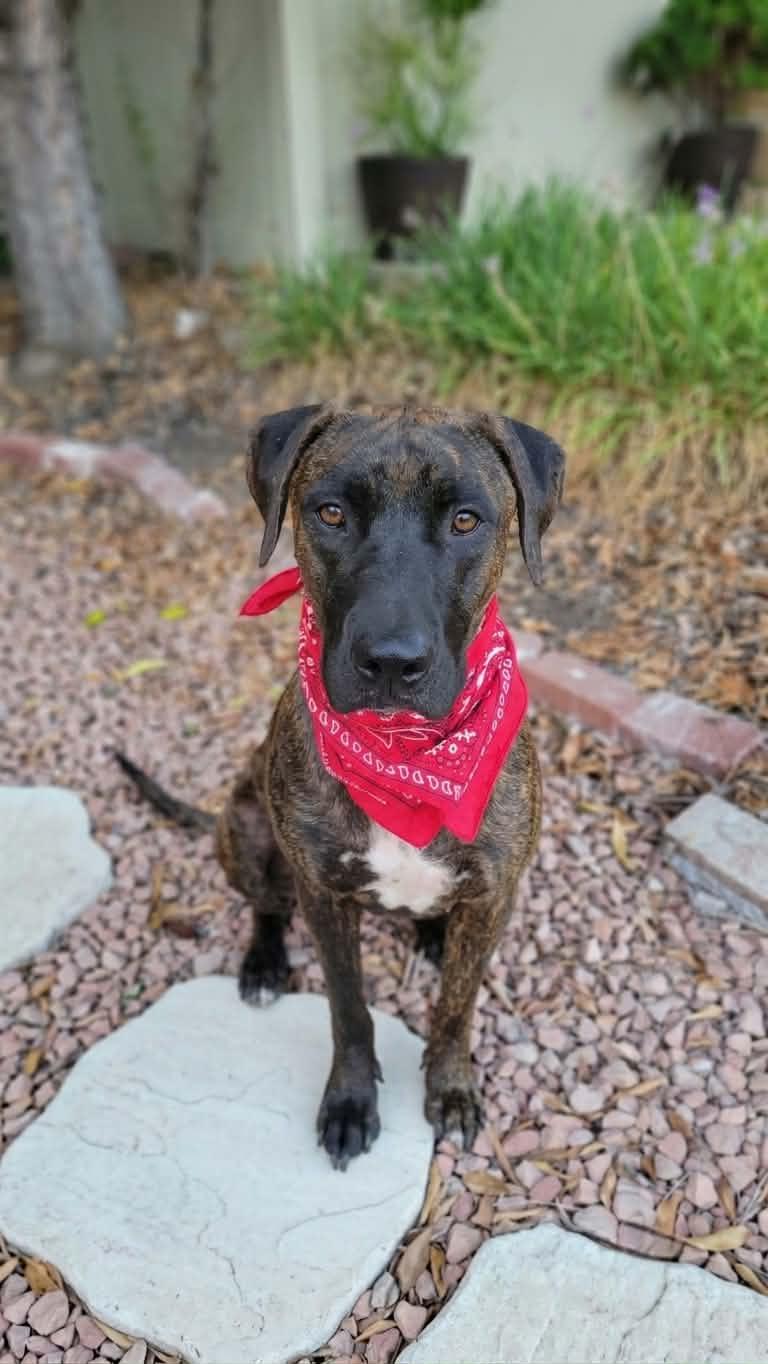 Enlarge Pinto, a ADOPTABLE mixed breed in Temecula, CA image 6/6