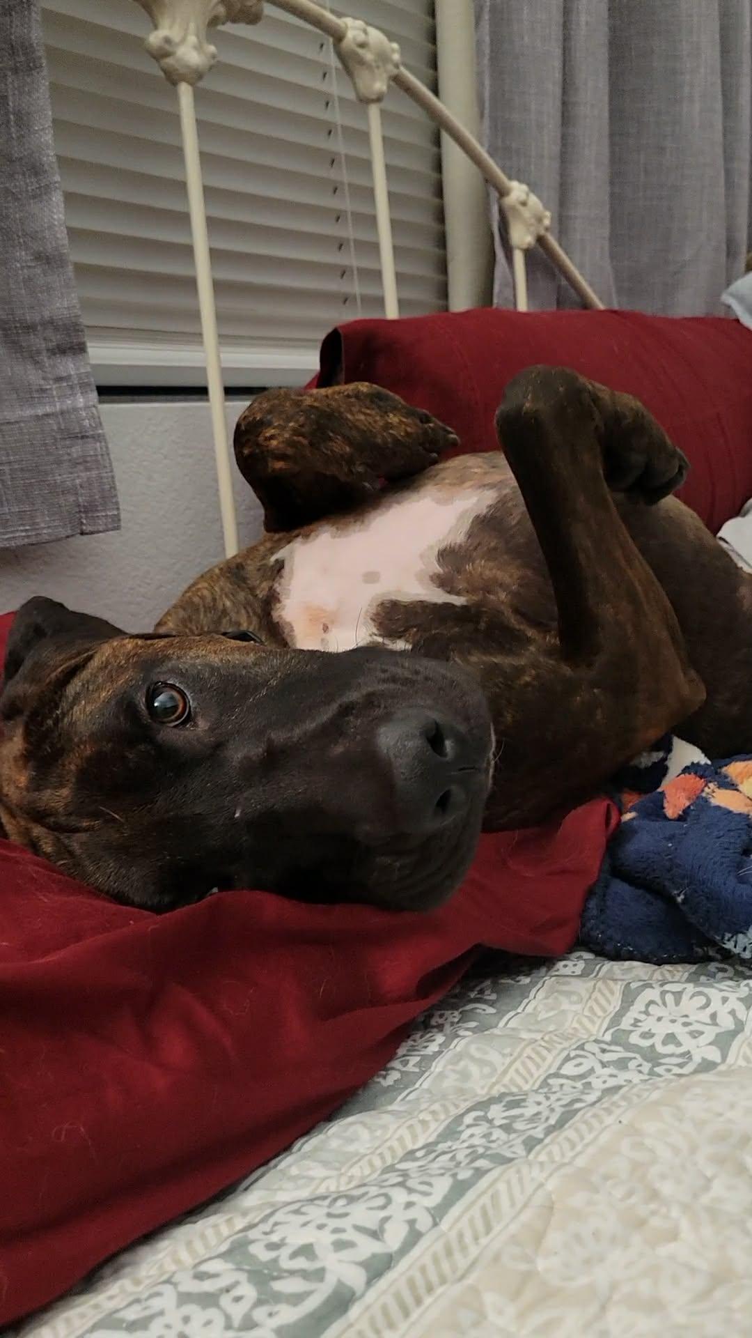 Enlarge Pinto, a ADOPTABLE mixed breed in Temecula, CA image 5/6