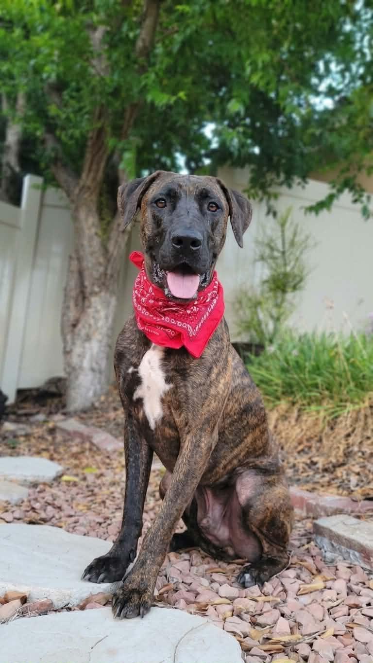 Enlarge Pinto, a ADOPTABLE mixed breed in Temecula, CA image 1/6