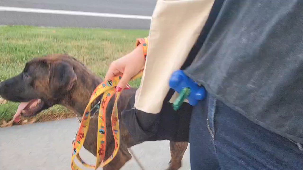 Enlarge Pinto, a ADOPTABLE mixed breed in Temecula, CA video 4/6