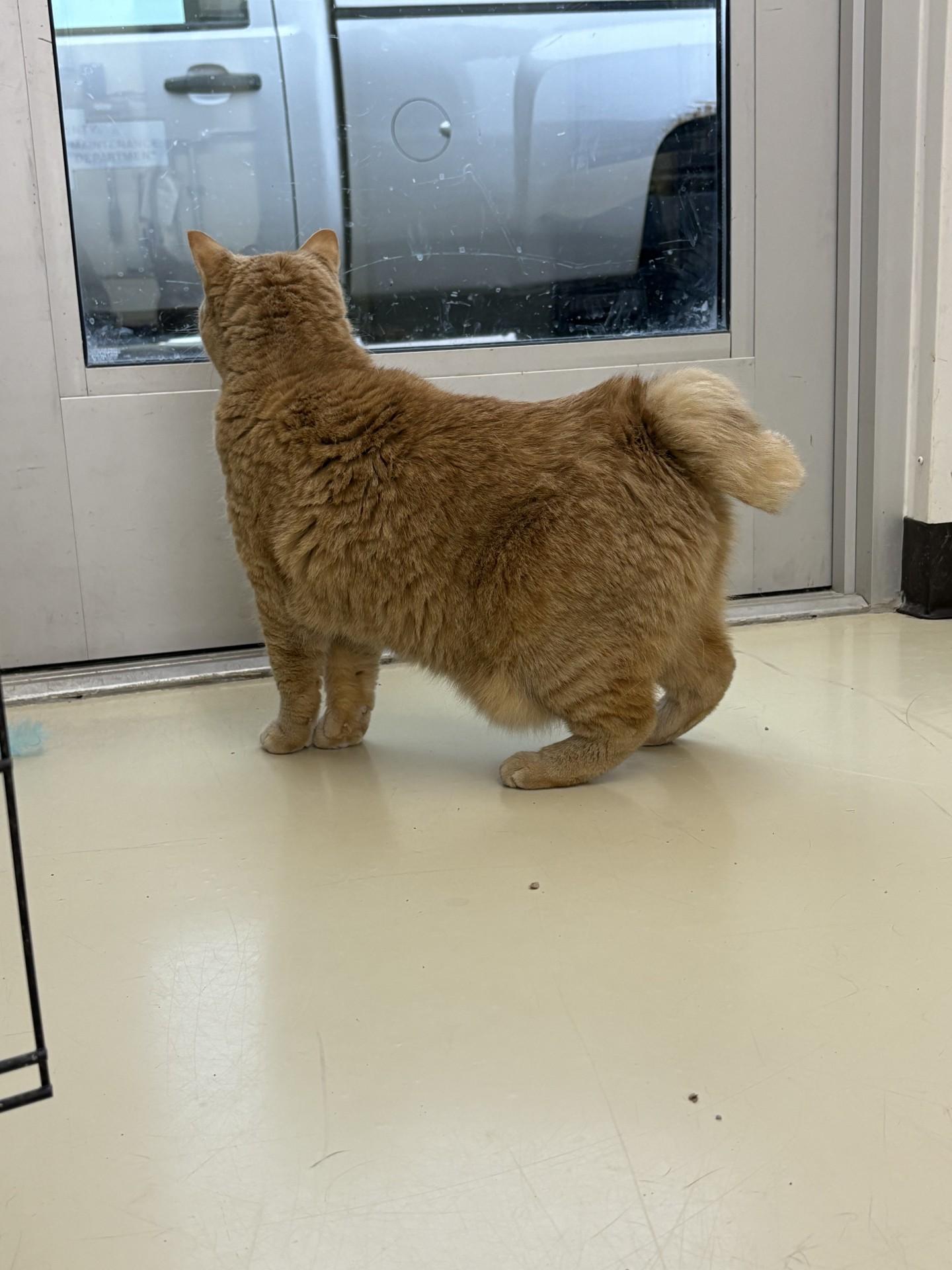 Enlarge Crook, a Adoptable Domestic Short Hair in Black River Falls, WI image 2/2