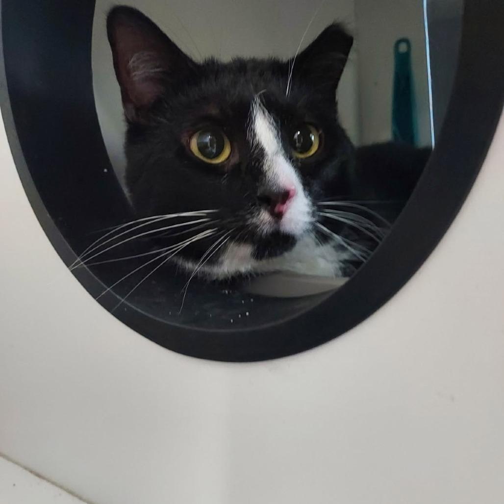 Skittles, Adoptable, Adult Male Domestic Short Hair.