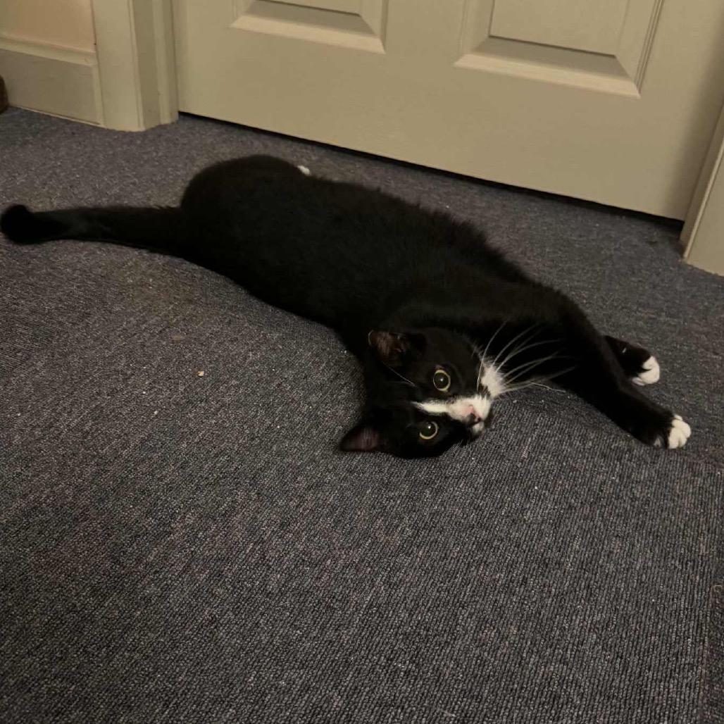 Enlarge Skittles, a Adoptable Domestic Short Hair in Ephrata, PA image 2/4