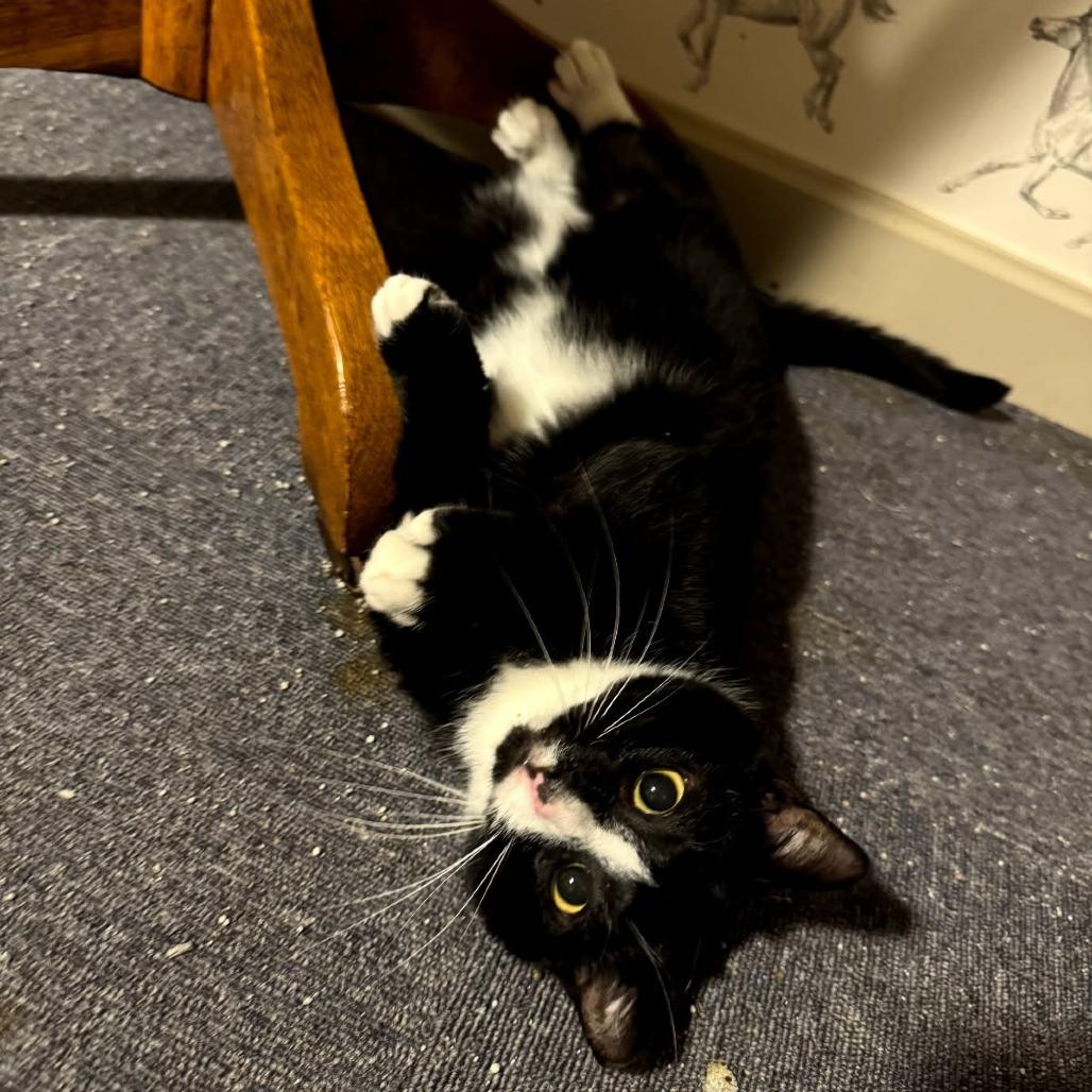 Enlarge Skittles, a Adoptable Domestic Short Hair in Ephrata, PA image 3/4