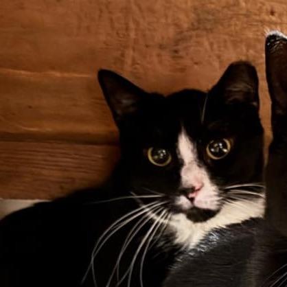 Enlarge Skittles, a Adoptable Domestic Short Hair in Ephrata, PA image 4/4