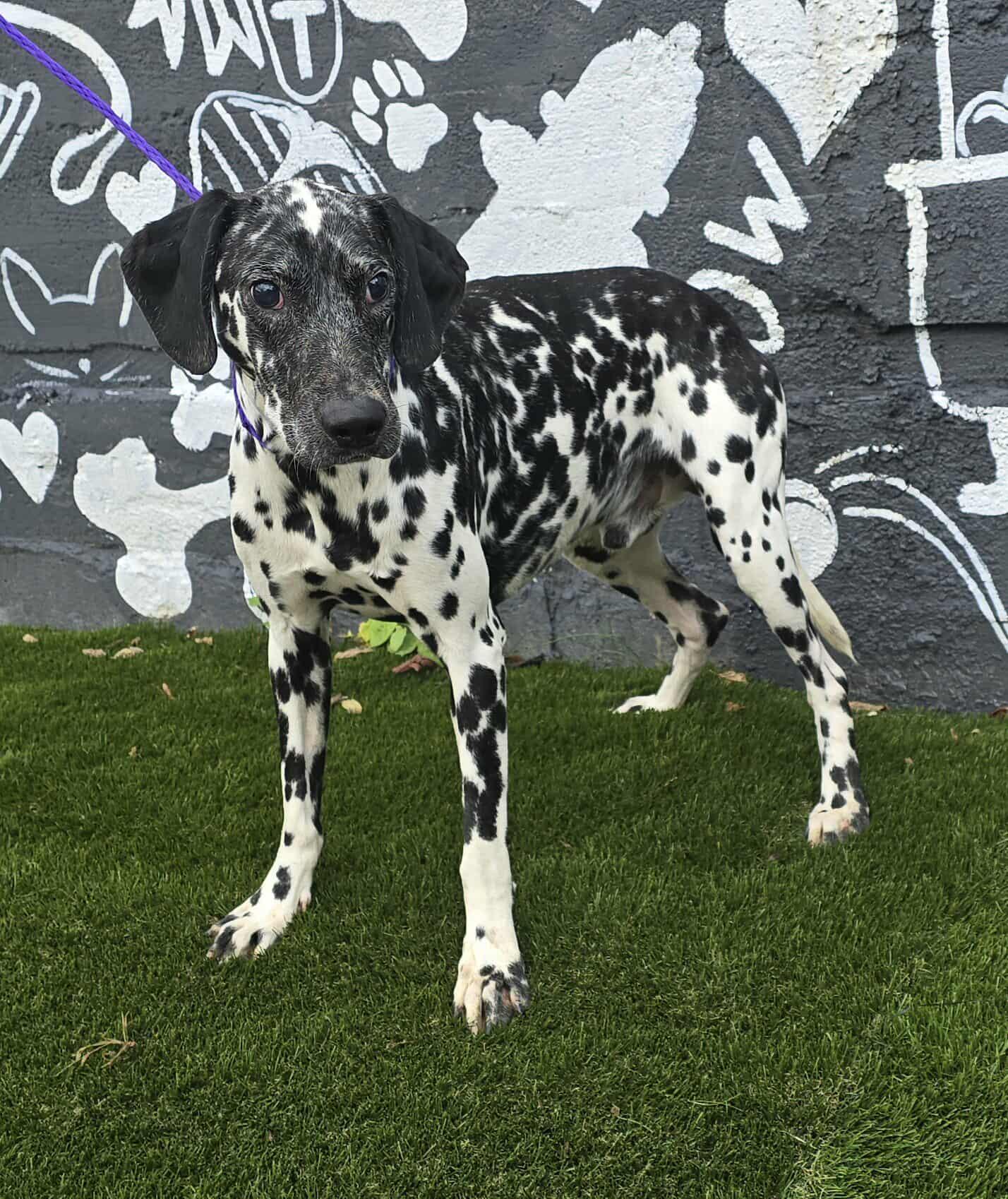 Enlarge Gemini, a Adoptable Dalmatian in Newport, TN image 2/6