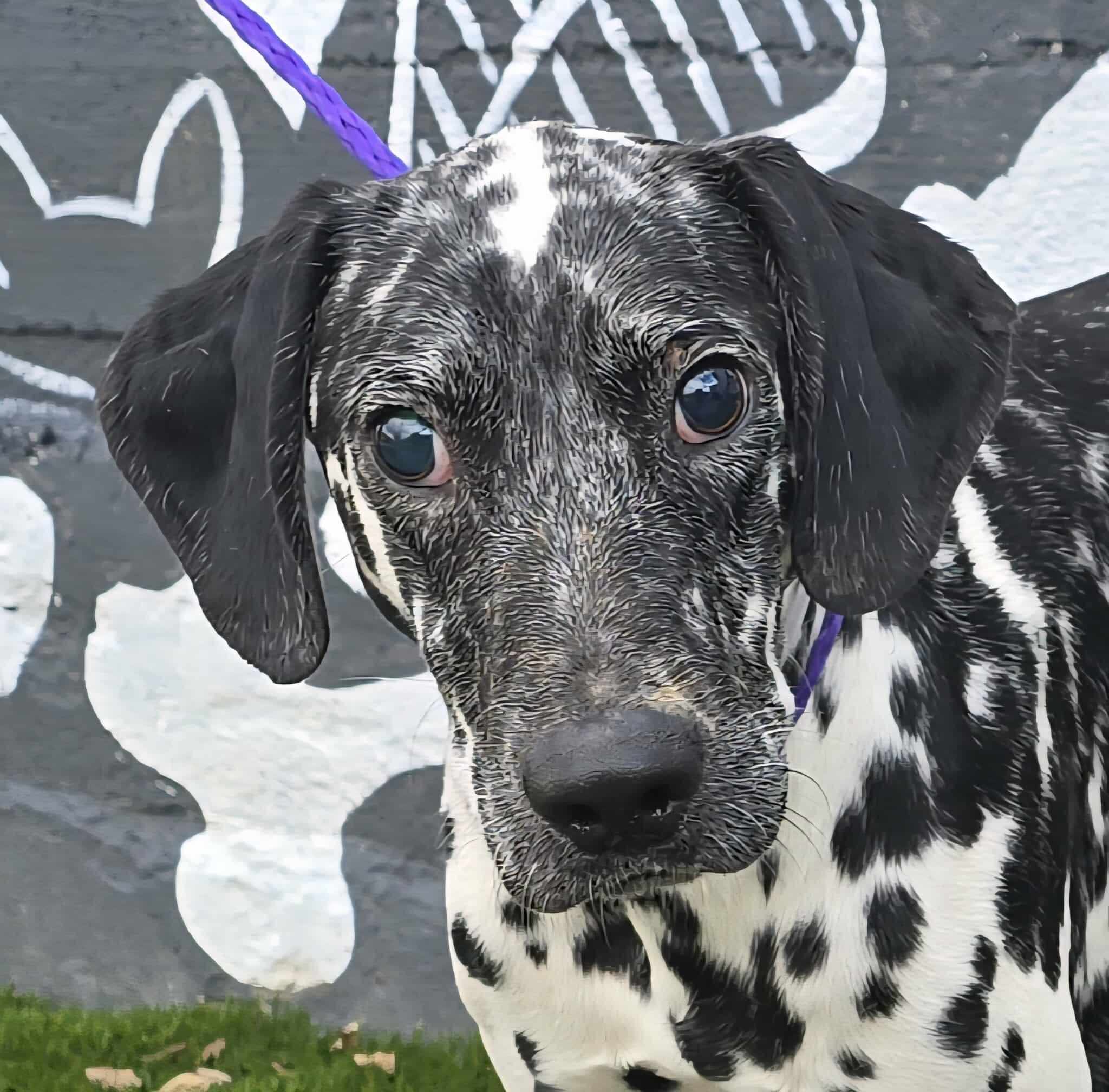 Gemini, Adoptable, Adult Male Dalmatian.
