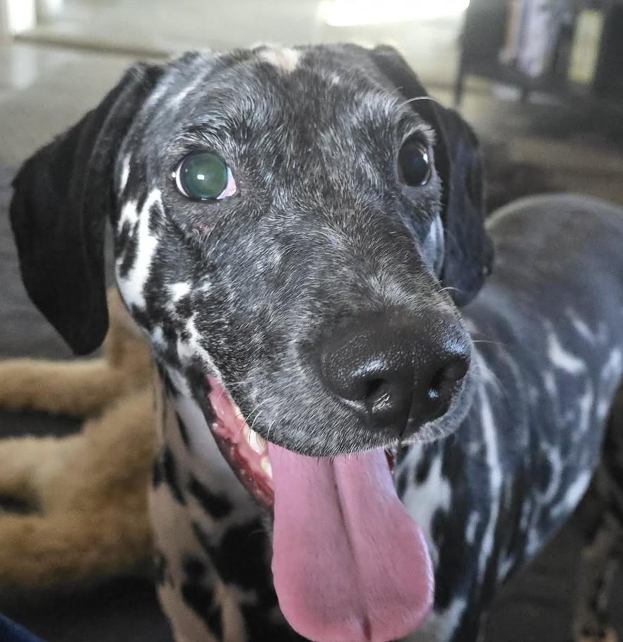 Enlarge Gemini, an adopted Dalmatian in Newport, TN image 1/6