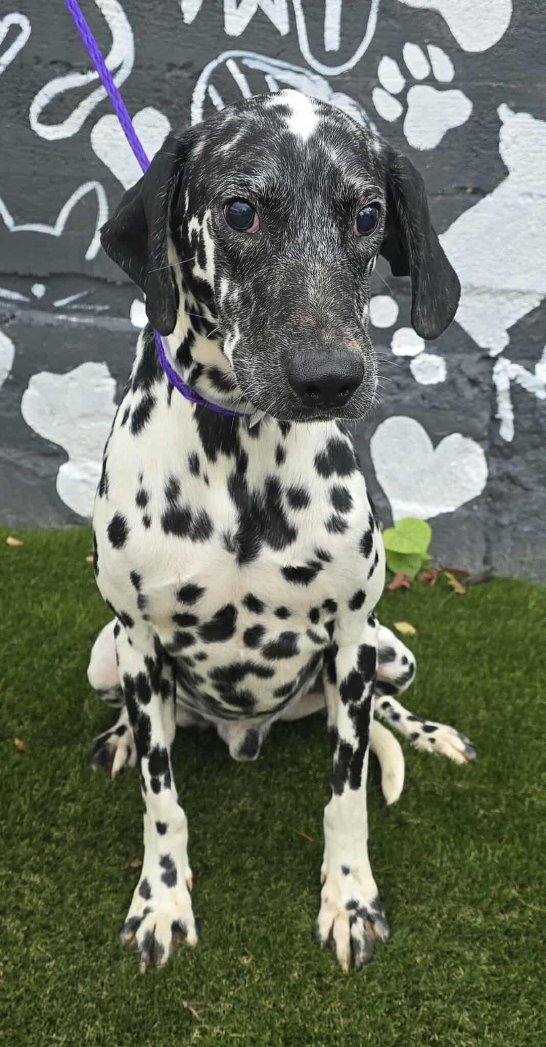 Enlarge Gemini, a Adoptable Dalmatian in Newport, TN image 6/6