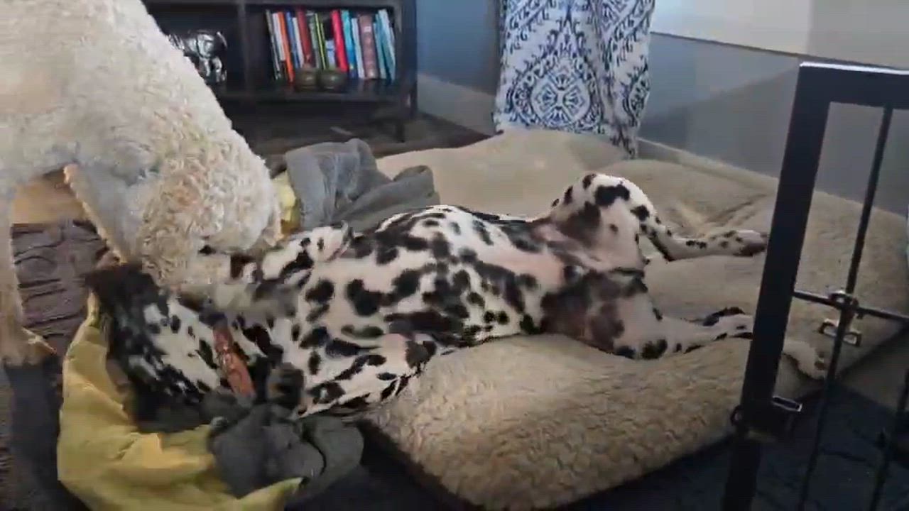Enlarge Gemini, an adopted Dalmatian in Newport, TN video 6/6