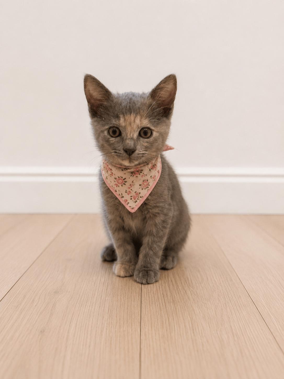 Astrid, a ADOPTABLE mixed breed in Gardena, CA image 3/4