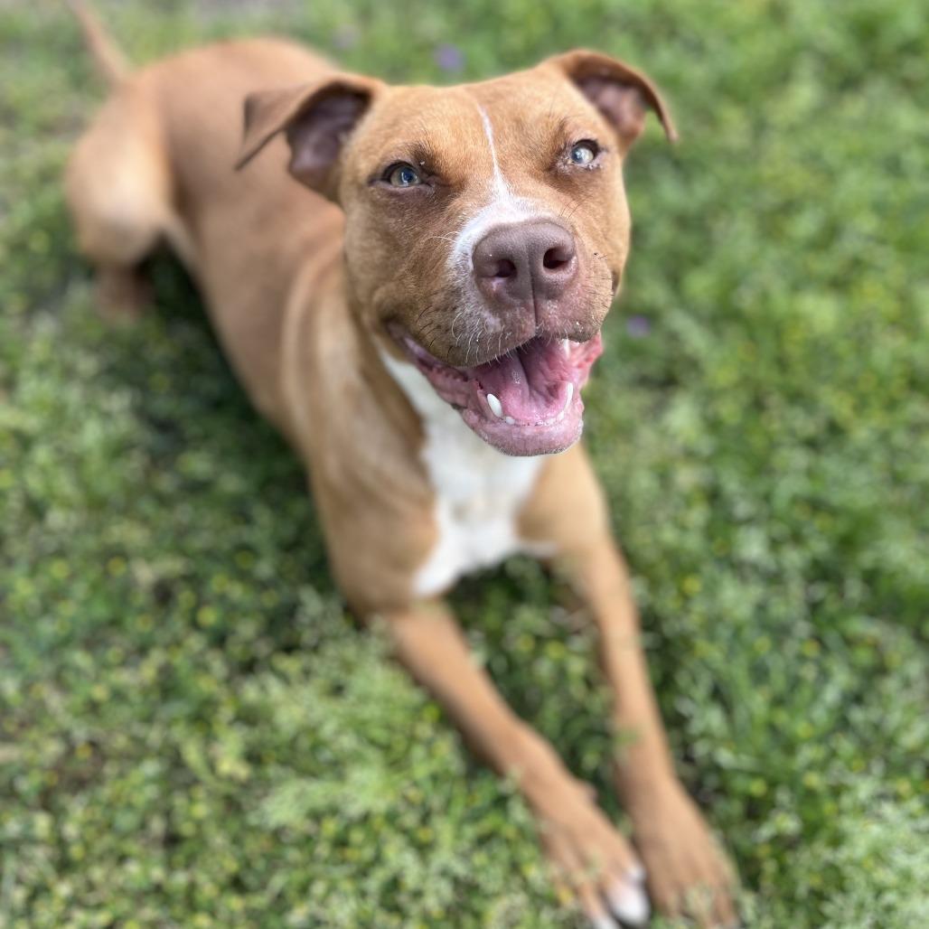 Stormie, Adoptable, Adult Female Hound & Terrier.