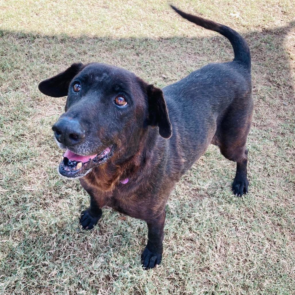 Hank, Adoptable, Senior Female Labrador Retriever.