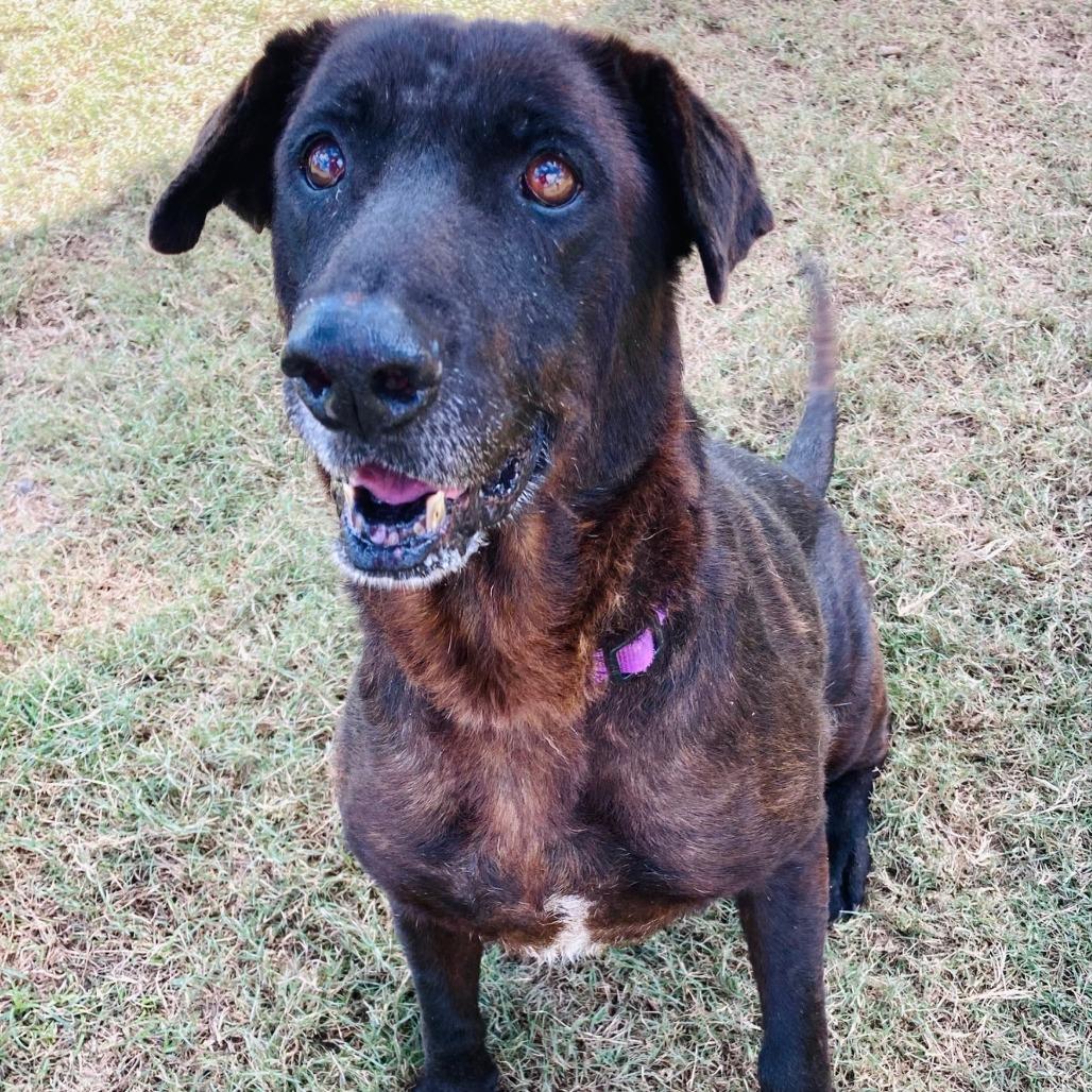 Enlarge Hank, a Adoptable Labrador Retriever in Cabot, AR image 2/6