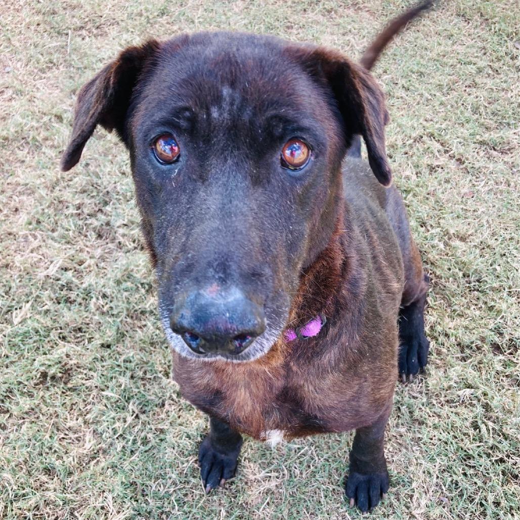 Enlarge Hank, a Adoptable Labrador Retriever in Cabot, AR image 3/6