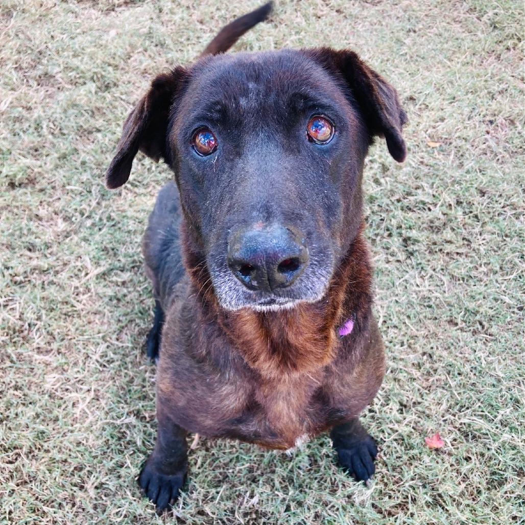Enlarge Hank, a Adoptable Labrador Retriever in Cabot, AR image 4/6