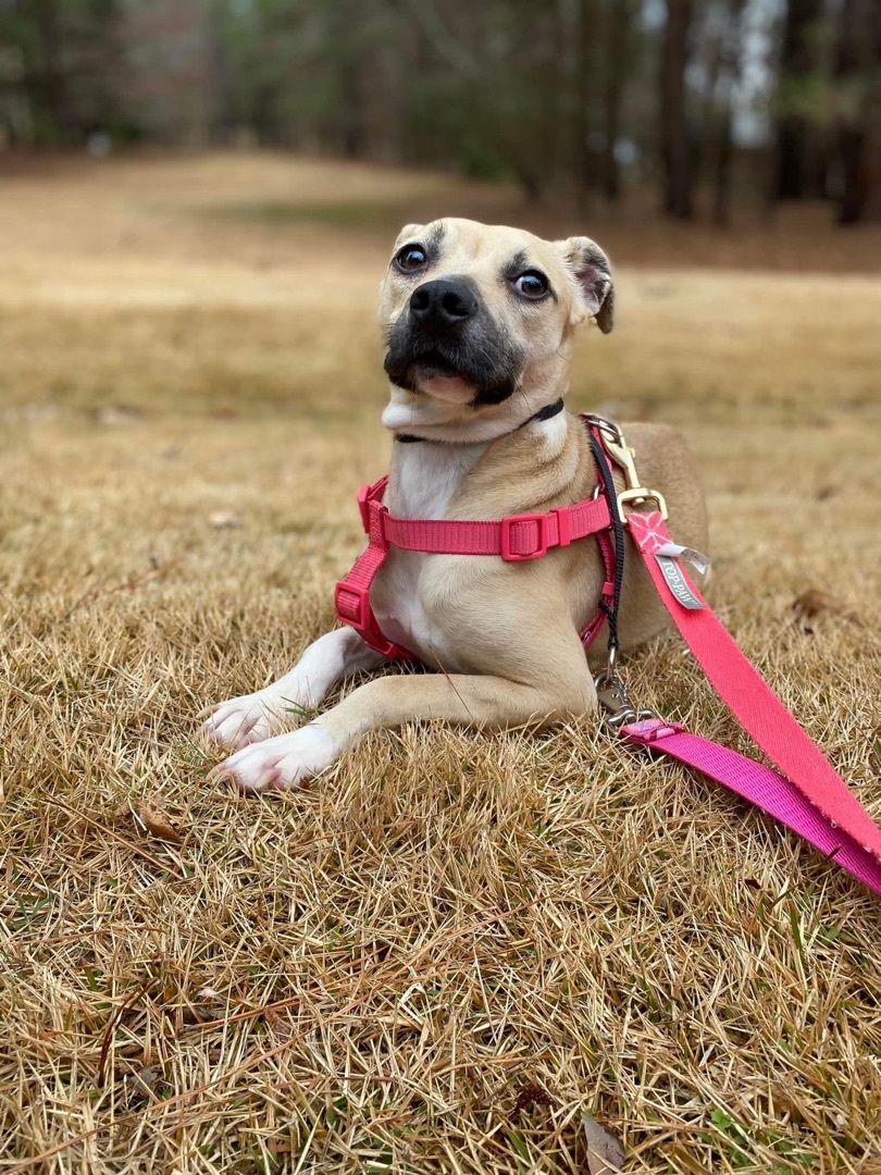 Little Bit , a Adopted Feist in Raleigh, NC image 1/11