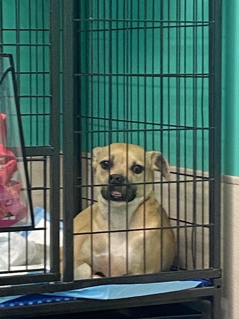 Little Bit , a Adopted Feist in Raleigh, NC image 2/11