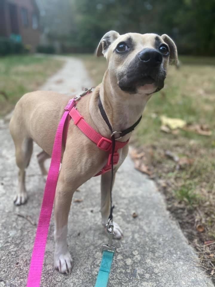 Little Bit , a Adopted Feist in Raleigh, NC image 3/11