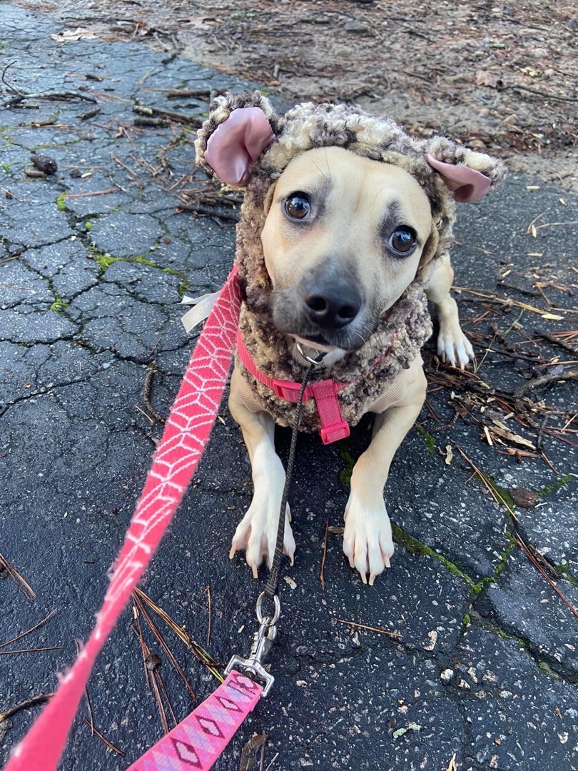 Little Bit , a Adopted Feist in Raleigh, NC image 4/11