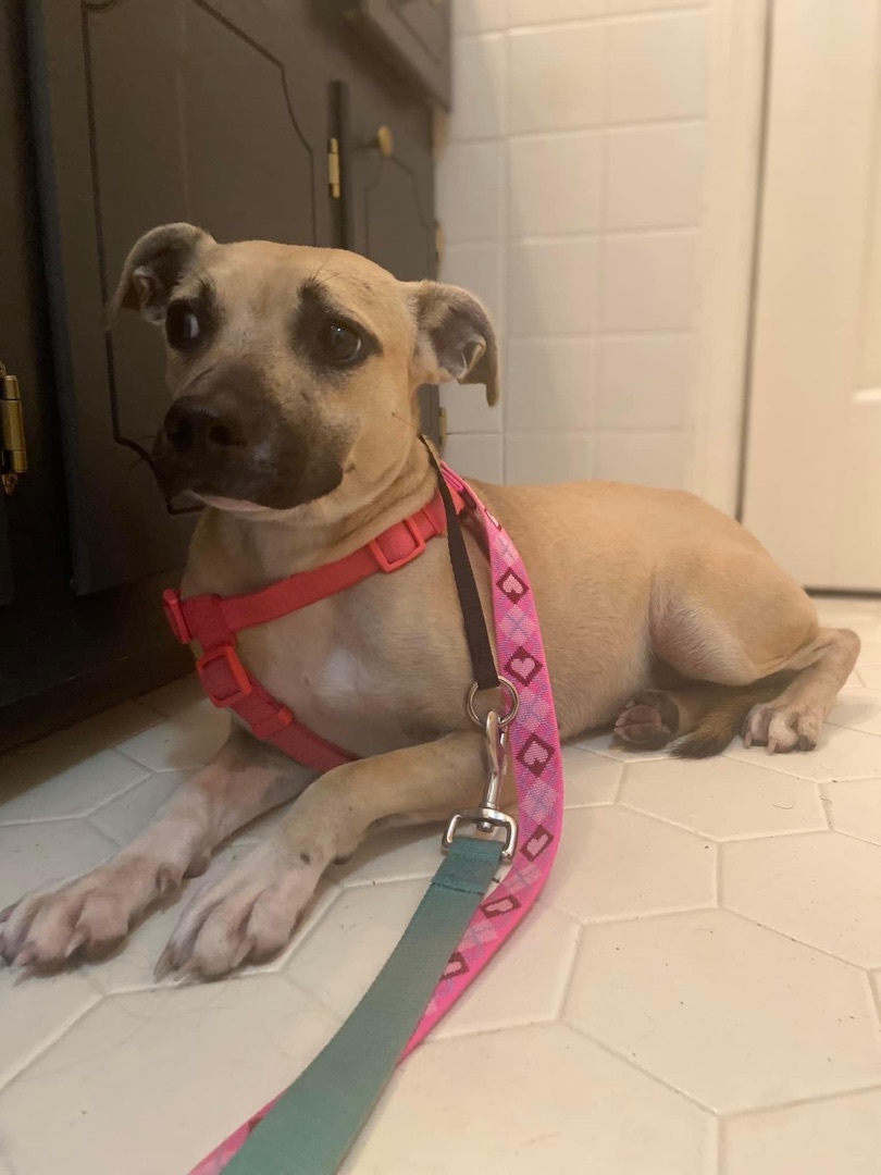 Little Bit , a Adopted Feist in Raleigh, NC image 5/11