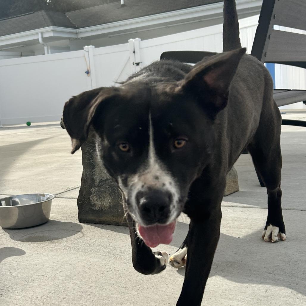 Uzi, Adoptable, Adult Male Mixed Breed.