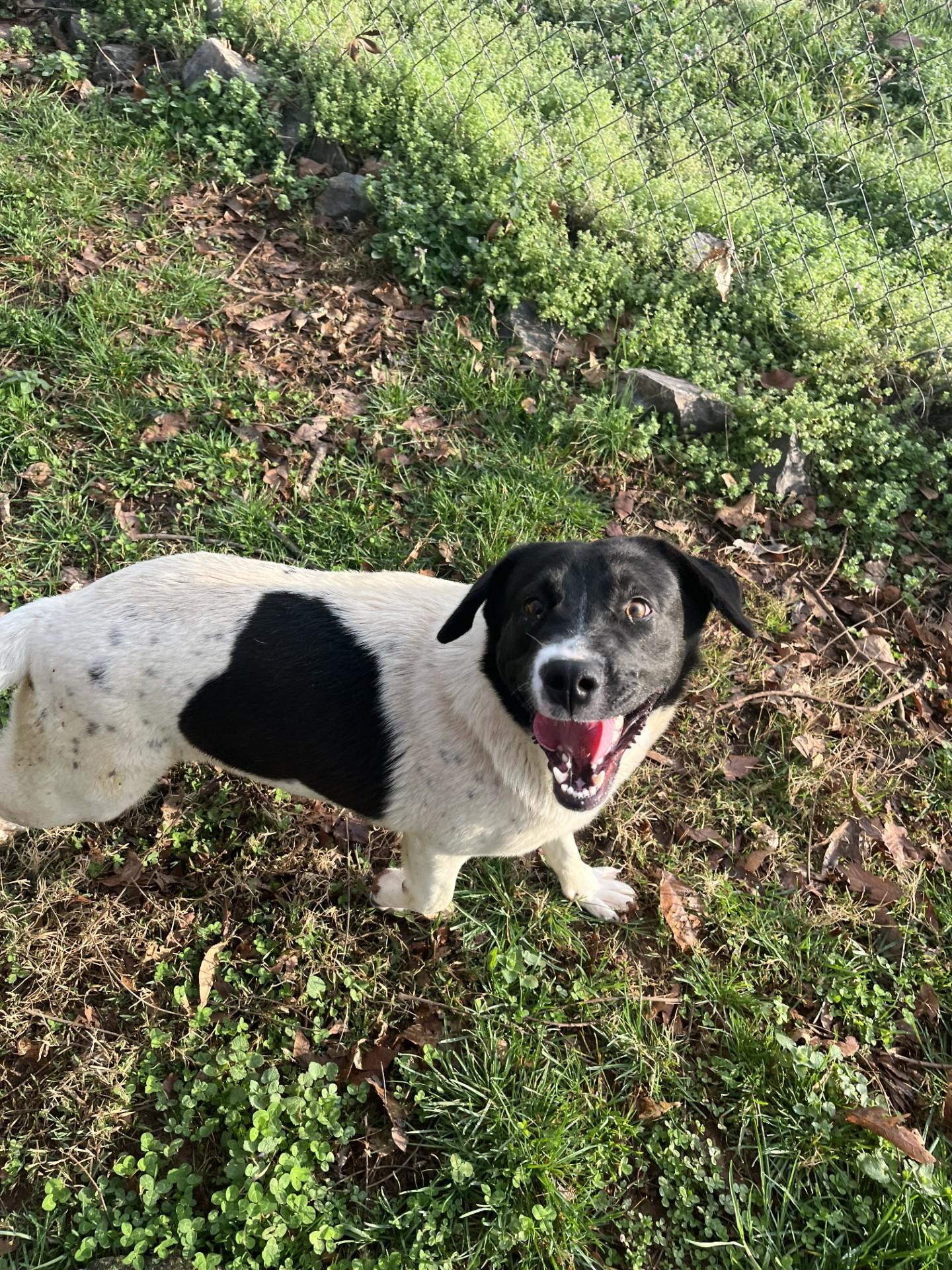 Chandler, Adoptable, Young Female Great Pyrenees & Labrador Retriever.