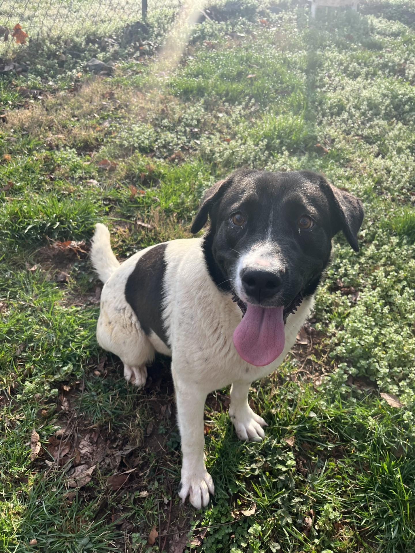 Enlarge Chandler, a Adoptable mixed breed in Loudon, TN image 3/3
