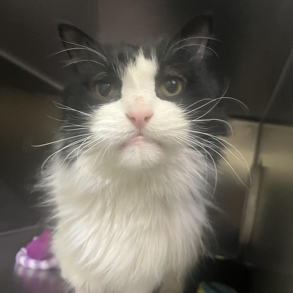 Sugar, ADOPTABLE, Senior Male Domestic Short Hair.