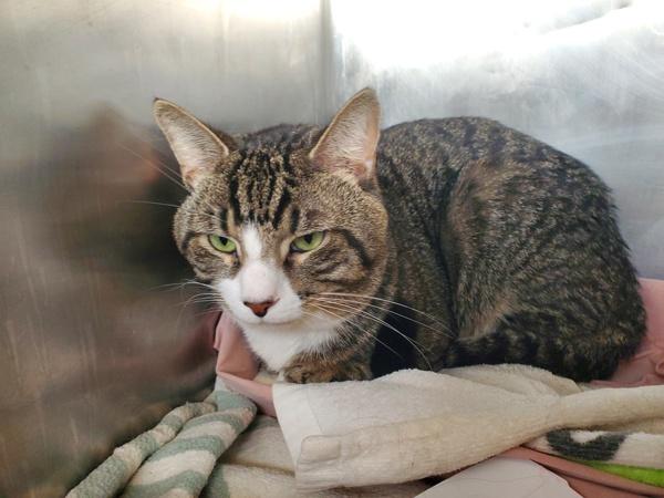 Enlarge Miso, a Adoptable mixed breed in Staten Island, NY image 1/1