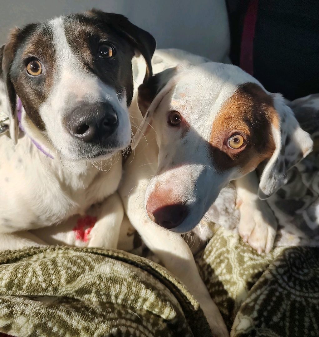 WRIGLEY, Adopted, Young Male Pointer & Beagle.