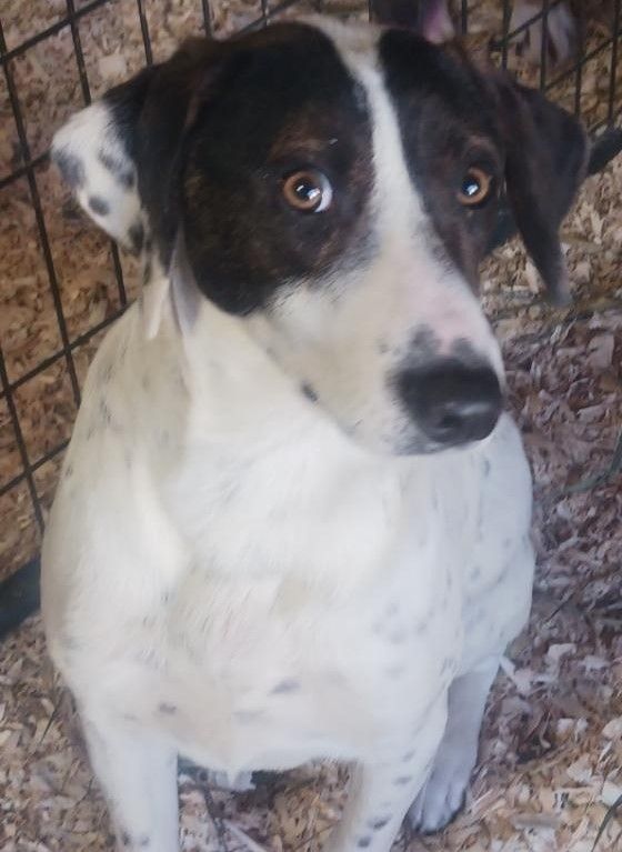 Enlarge WRIGLEY, a Adopted mixed breed in Rensselaer, NY image 2/2