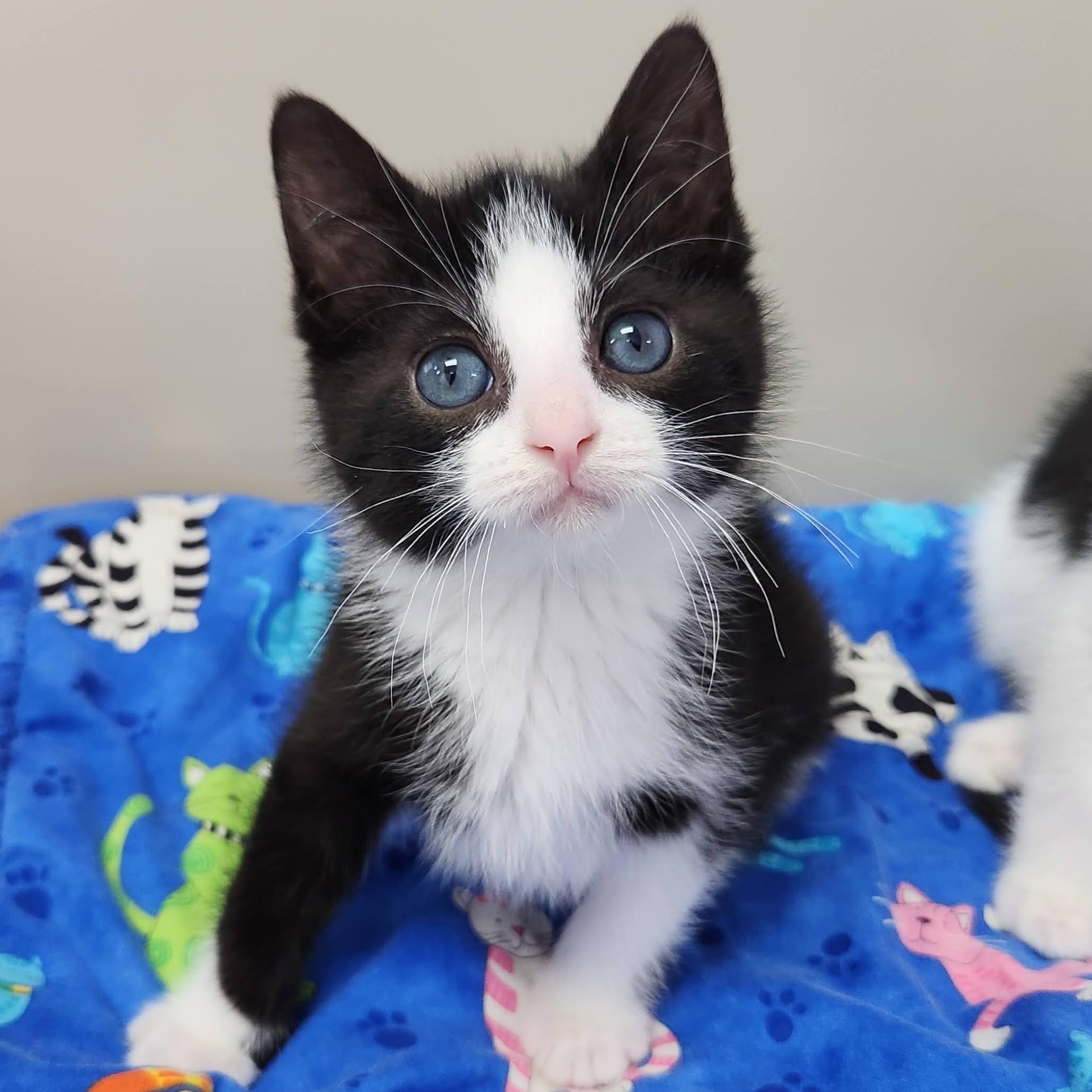 Enlarge Craig, a Adoptable Tuxedo in Marshfield, WI image 1/6