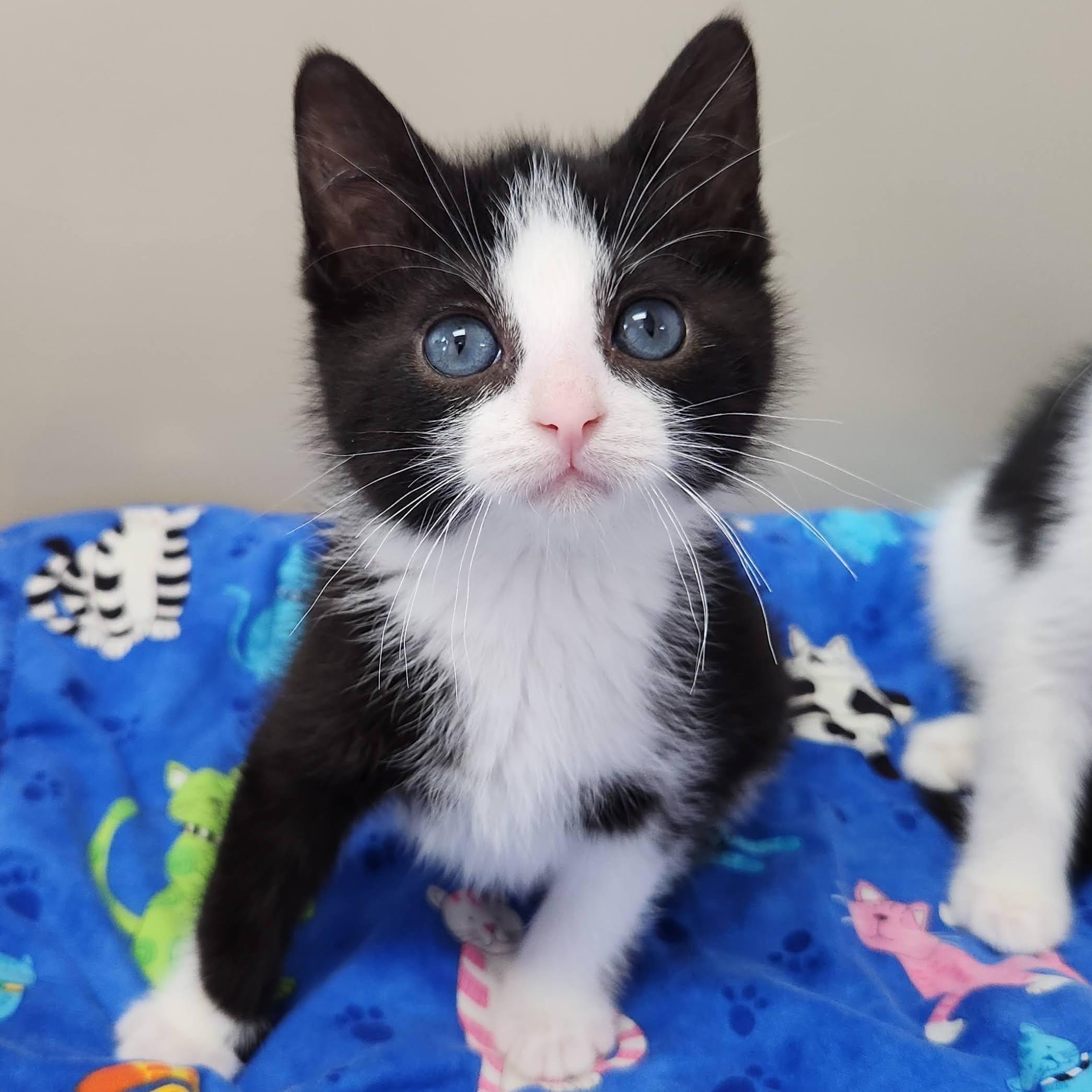 Enlarge Craig, a Adoptable Tuxedo in Marshfield, WI image 2/6