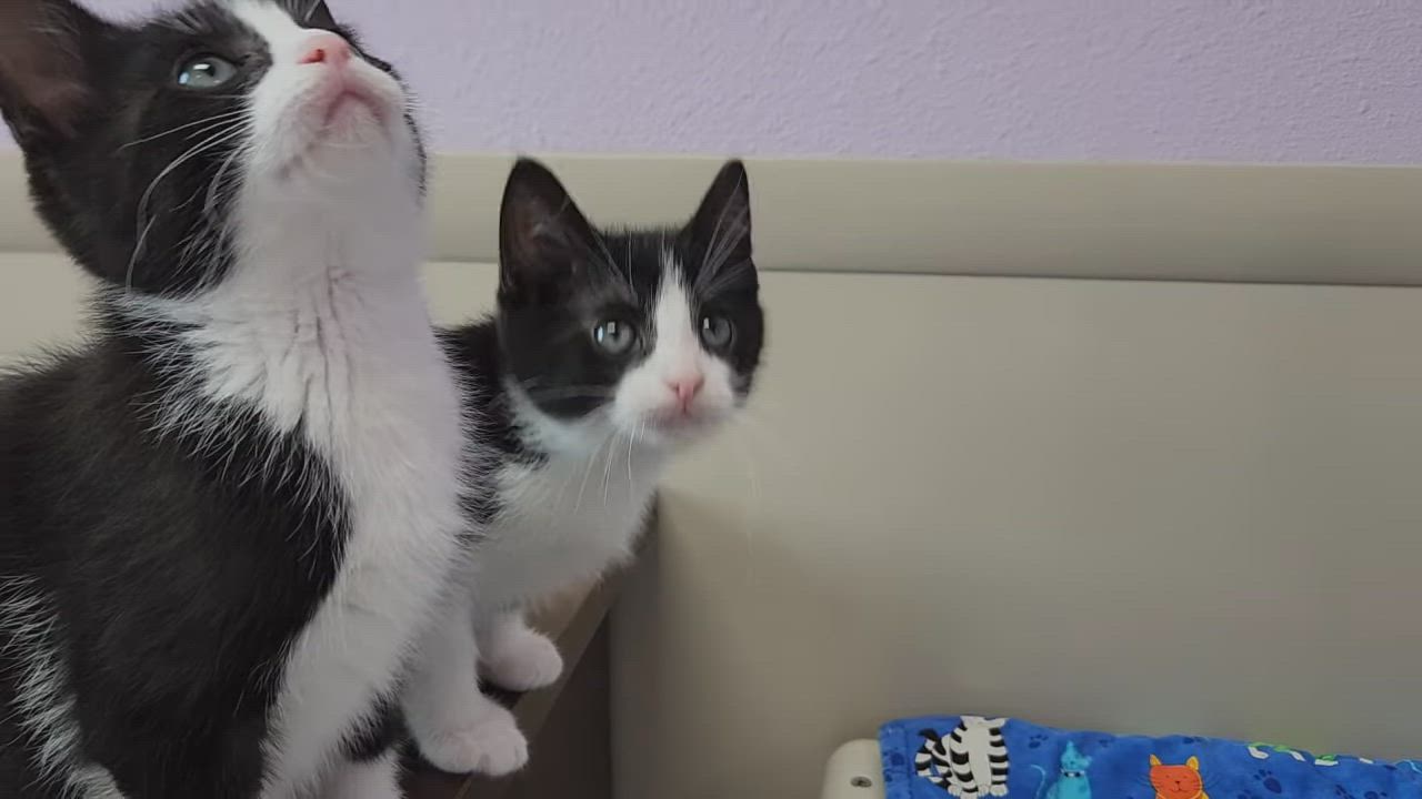 Enlarge Craig, a Adoptable Tuxedo in Marshfield, WI video 6/6