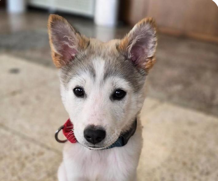 Enlarge Muffin, an adopted mixed breed in San Francisco, CA image 1/1
