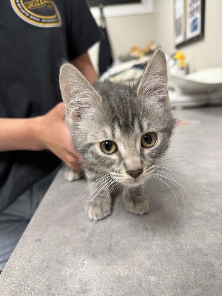 Sapphire, Adoptable, Kitten Female Domestic Short Hair.