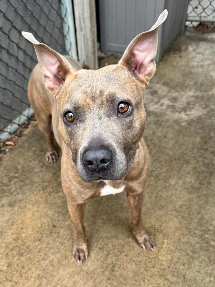 Enlarge Faye, a ADOPTABLE Pit Bull Terrier in Chicago, IL image 2/5