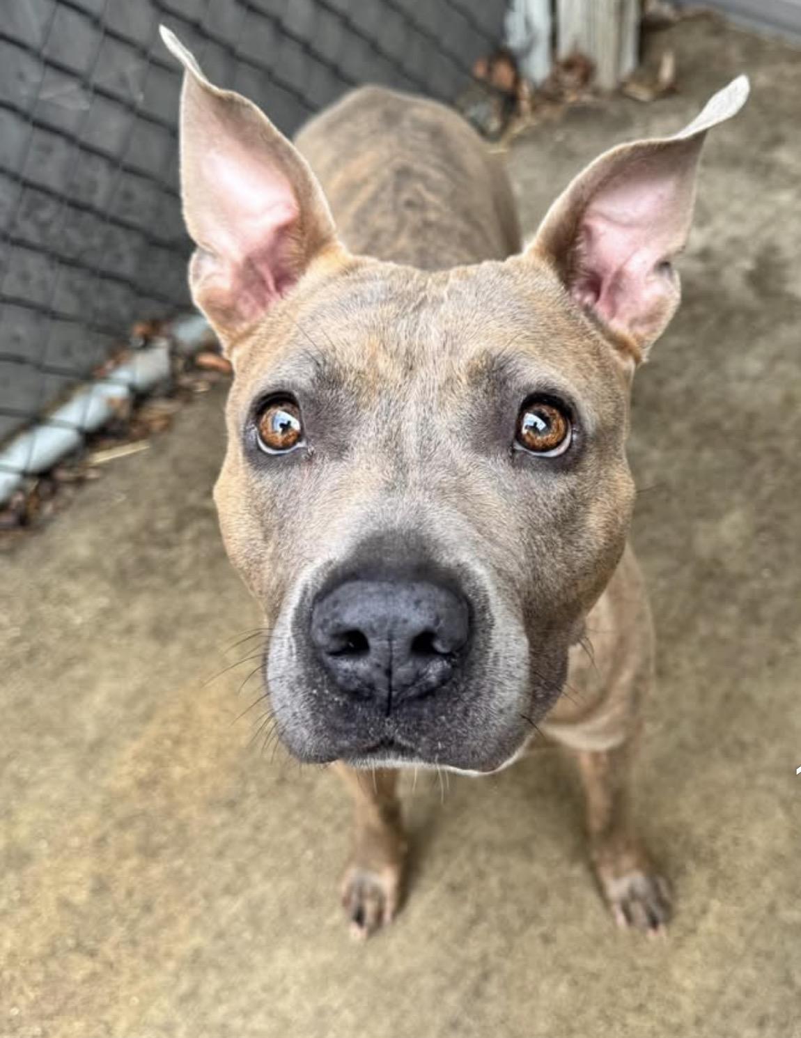 Enlarge Faye, a ADOPTABLE Pit Bull Terrier in Chicago, IL image 1/5