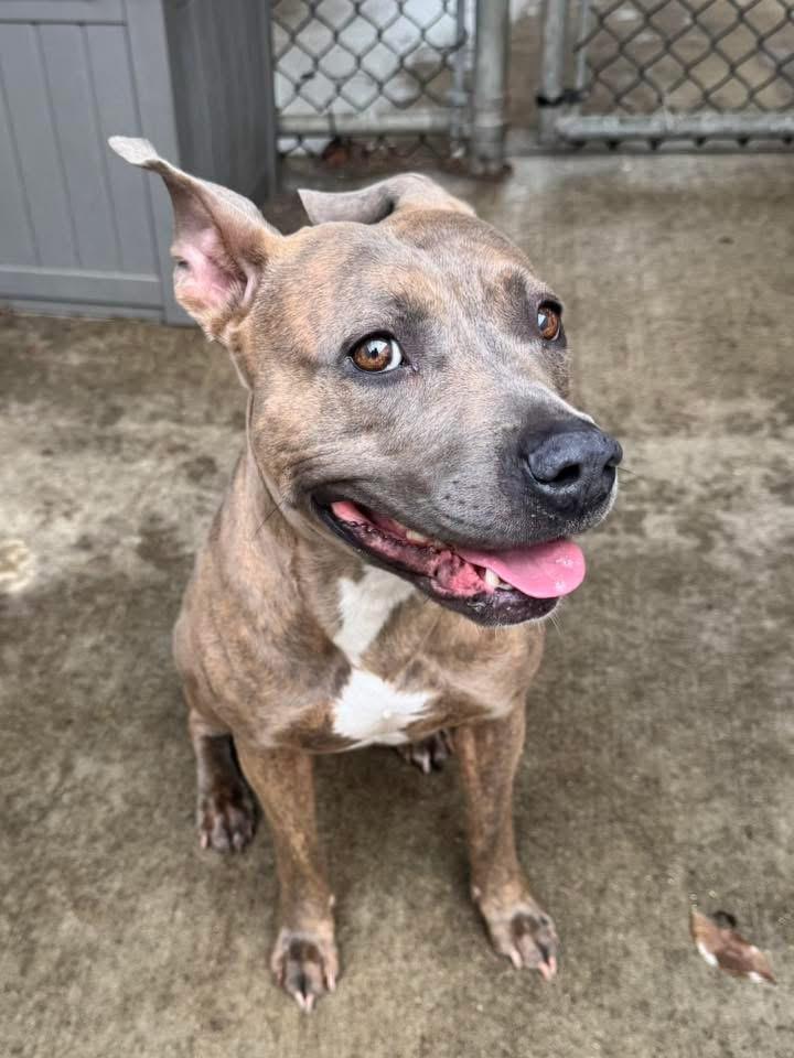 Enlarge Faye, a ADOPTABLE Pit Bull Terrier in Chicago, IL image 4/5