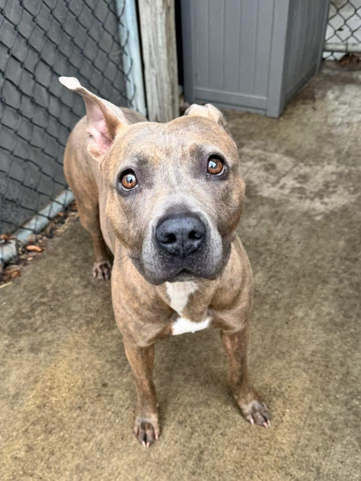 Enlarge Faye, a ADOPTABLE Pit Bull Terrier in Chicago, IL image 3/5
