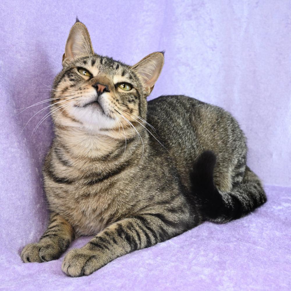 Enlarge Louis, a Adoptable Domestic Short Hair in Mobile, AL image 1/6