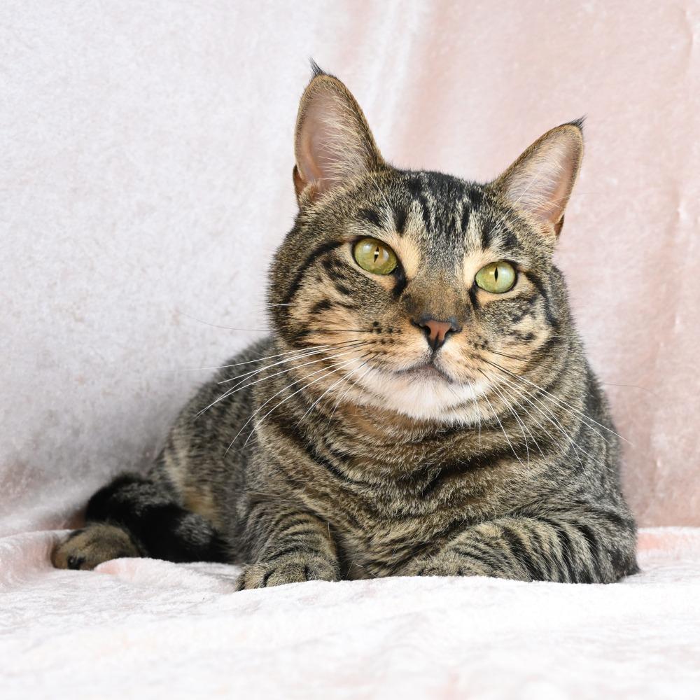 Enlarge Louis, a Adoptable Domestic Short Hair in Mobile, AL image 1/6